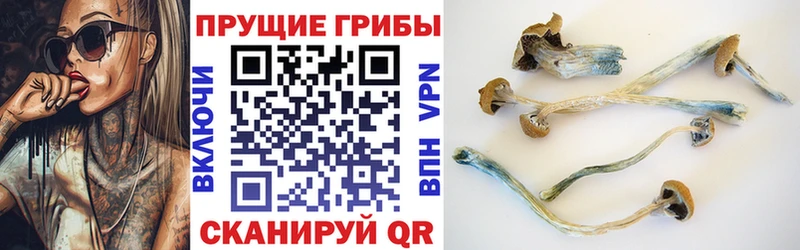 Галлюциногенные грибы Psilocybine cubensis  Муравленко 